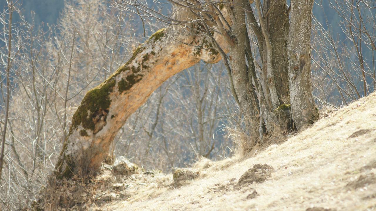 Schrunerhof Ebene Reichenau Eksteriør bilde